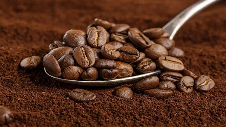 استشاري يوضح 4 طرق لـ غش البن.. كيف تكتشفها في دقائق؟